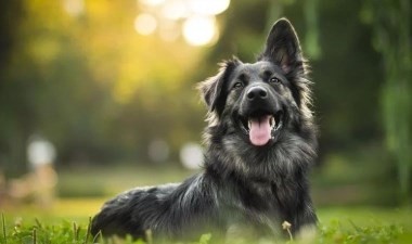 Araştırma: 'Köpekler stresin kokusunu alabiliyorlar' – Son Dakika Yaşam Haberleri | Cumhuriyet