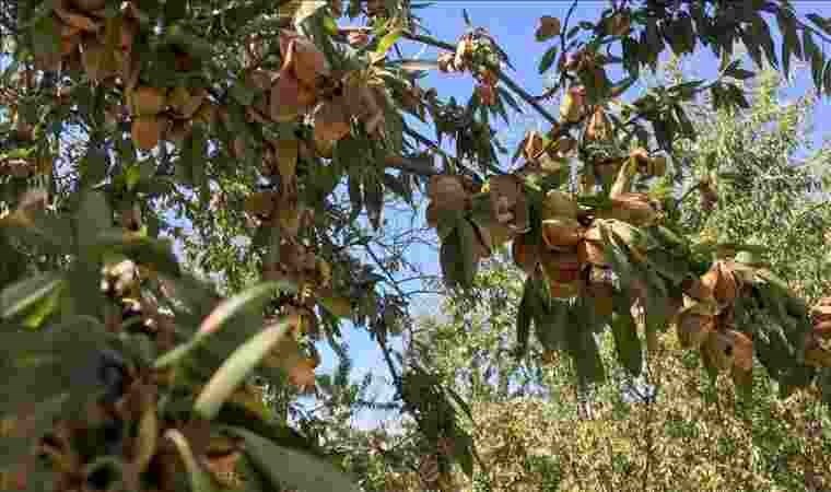 Batman’da bahçedeki 900 badem ağacını kestiler