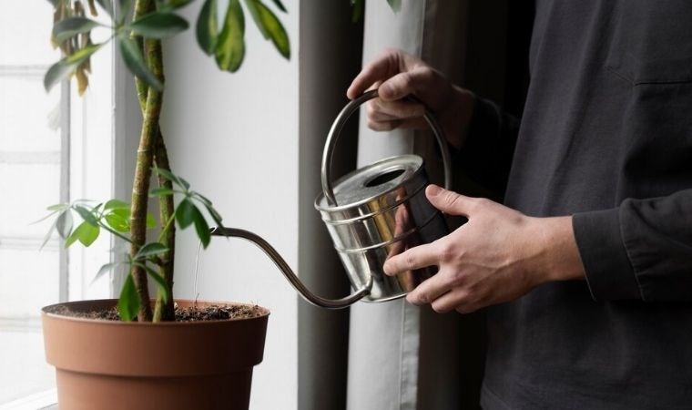 Bitkilerin sağlıklı büyümesini sağlayacak 7 ipucu: Çiçekler nasıl sulanır?