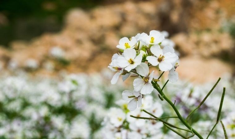 Bahçenize ekleyebileceğiniz 8 beyaz çiçek…