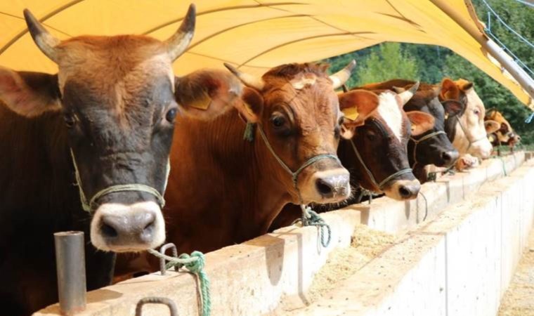 Bakan Bolat etteki fiyatı ‘küçük bir sıkıntı’ olarak açıklarken üretici uyarı üstüne uyarı yapıyor: Kesimlik hayvan kalmadı