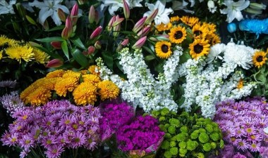 Evdeki bitkilerinizi güçlendirmenin sırrı: Doğal gübre ile çiçekleriniz canlanacak… – Son Dakika Yaşam Haberleri | Cumhuriyet