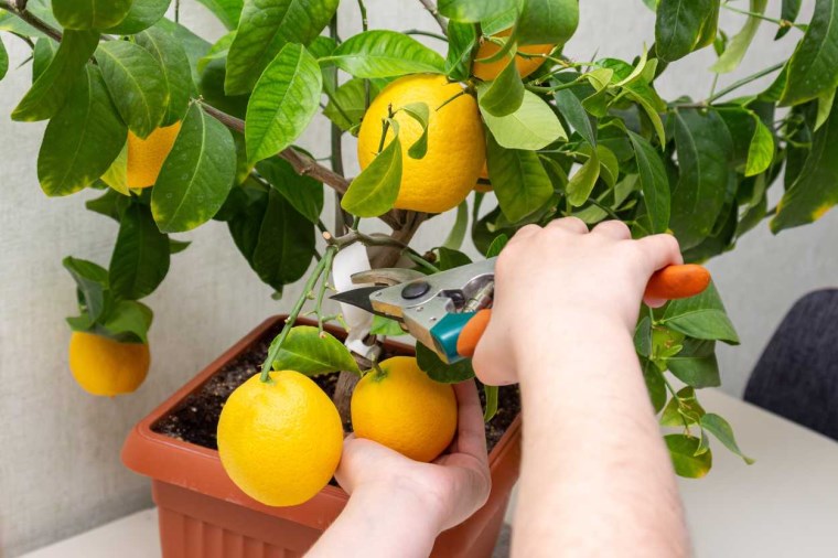 Balkonunuzda kolayca yetiştirebileceğiniz 10 sebze ve meyve!