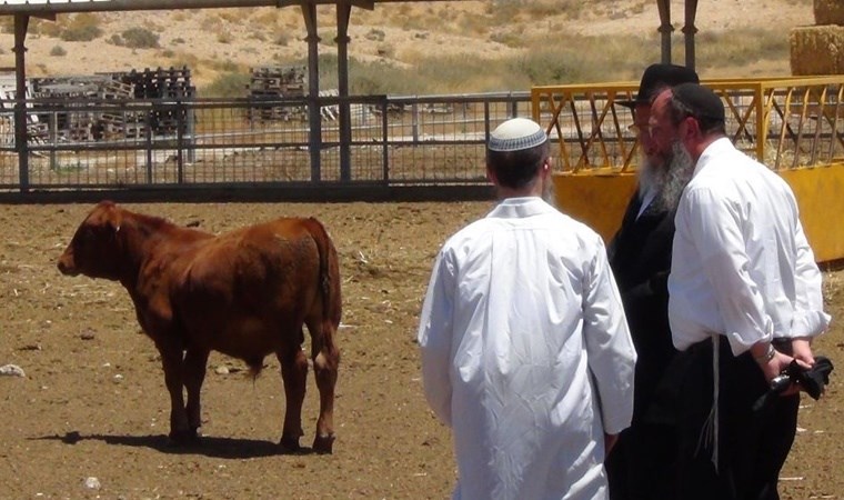 İsrail’e getirilen kırmızı ineklerin 3. Dünya Savaşı ile ne ilgisi var