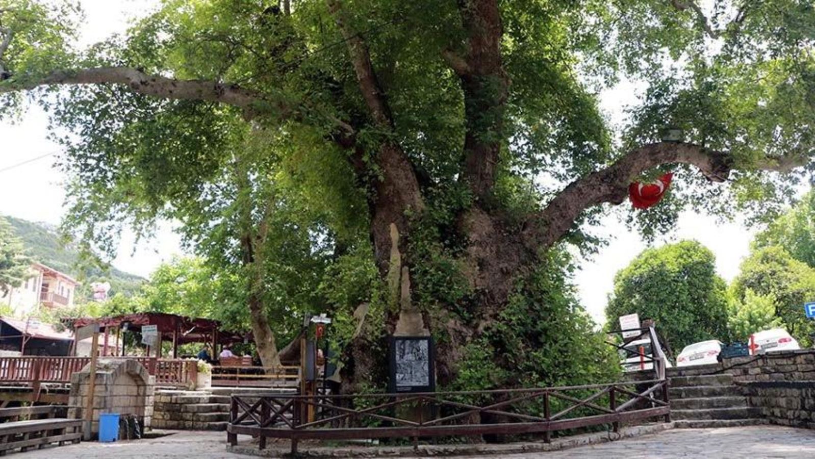 Üç bin yıllık kutsal ağaç: Musa Ağacı