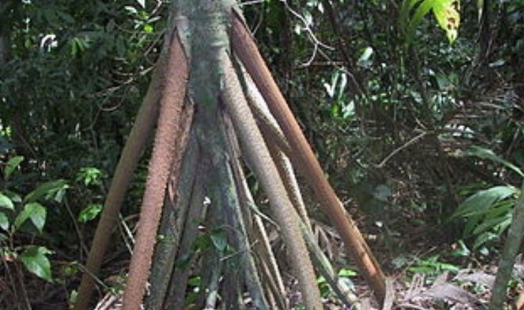 Bu bitki günde 3 cm hareket ediyor: Yürüyen Palmiye