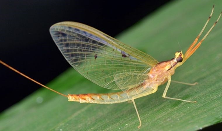Araştırma: Geceleri daha çok mu böcek var?