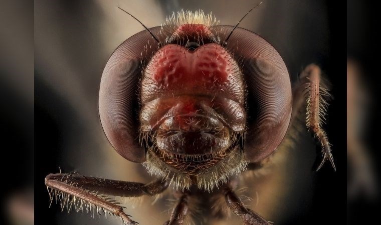 Araştırma: Geceleri daha çok mu böcek var?