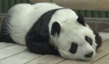 Ülkenin en yaşlı pandası öldü: 'İnsanları gülümsetiyordu' – Son Dakika Dünya Haberleri | Cumhuriyet