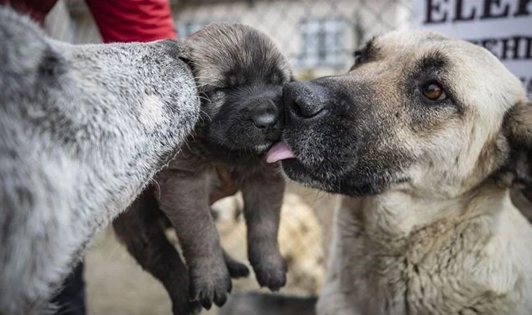 Doç. Dr. Cüneyt Narin: ‘Evcil hayvan sahibi olmak kalbe iyi geliyor’