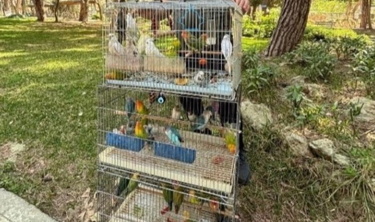 Antalya’da kaçak hayvan operasyonu: 41 papağan ele geçirildi