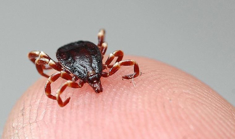 KKKA vakalarında korkutan artış!