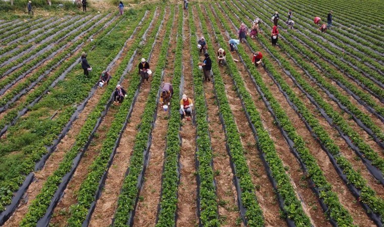 Silifke’de açıkta hasat başladı: Kilosu 50 TL’ye kadar düştü