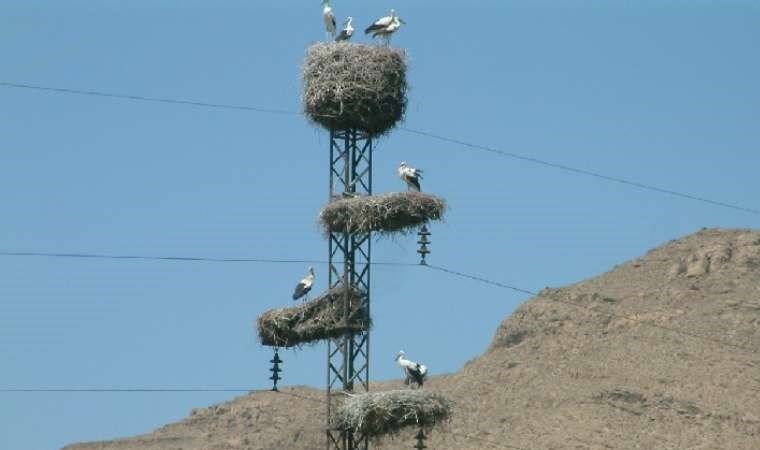 Havaların ısınmasıyla leyleklerin Iğdır’a göçü başladı