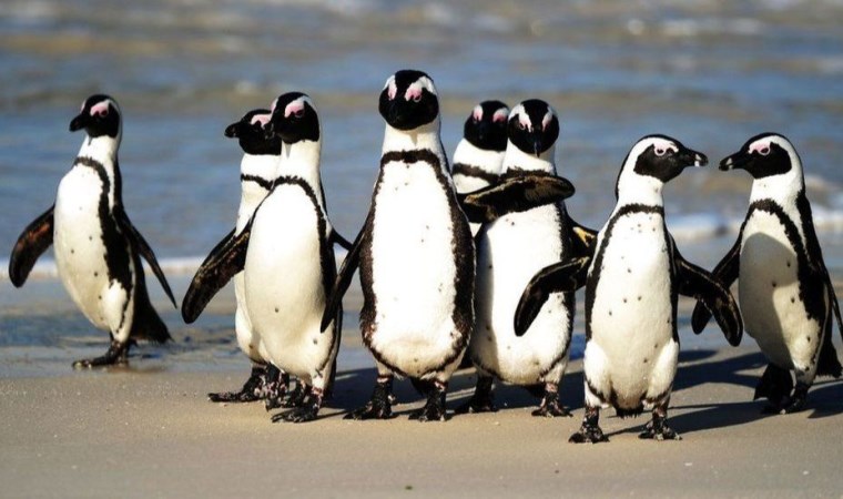 25 Nisan Dünya Penguenler Günü: Penguenlerle ilgili 4 ilginç bilgi!