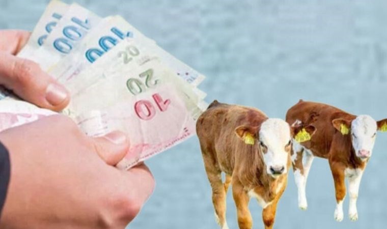 Buzağı desteği ne zaman yatacak? Buzağı destek ödemesi yattı mı? 2.Dönem buzağı desteği başvuru tarihleri ne zaman?