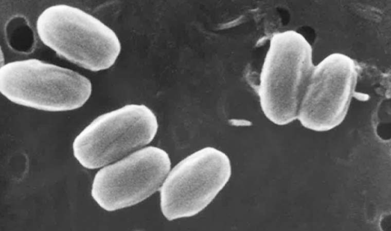 NASA’dan korkunç keşif! Ölmeyen bakteriler bulundu