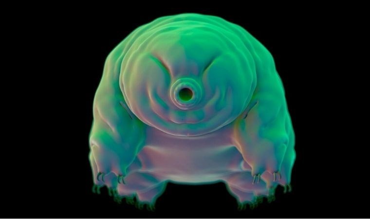 Tardigratlar, radyasyonun hasar verdiği DNA’ları nasıl onarıyor?