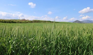 Kozan'da hasat başlıyor! Yürüyen fabrikada son hazırlıklar… – Son Dakika Yaşam Haberleri | Cumhuriyet