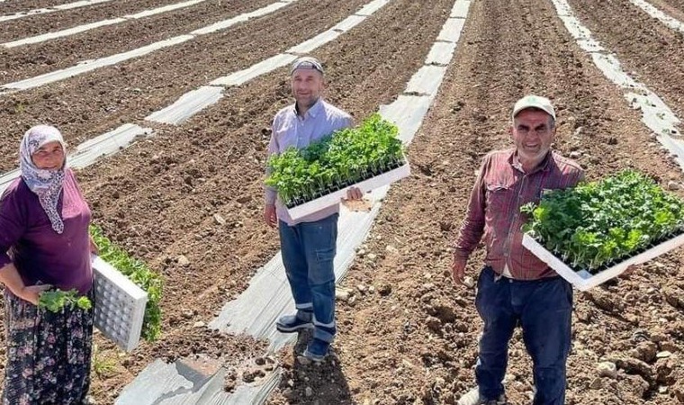 Sakarya Vadisi’nde ekim başladı, temmuz ayında hasat edilecek! 50 bin dönüm arazide üretiliyor…