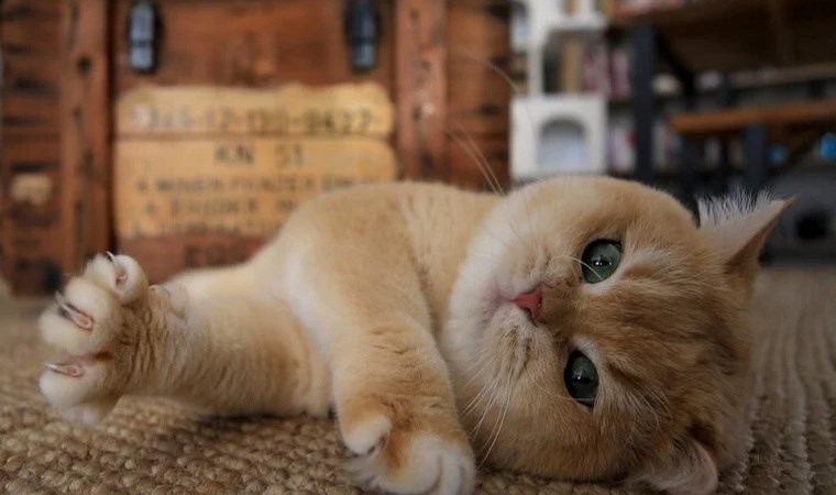 76 kediyi katletmişti: 14 ay hapis cezası verildi