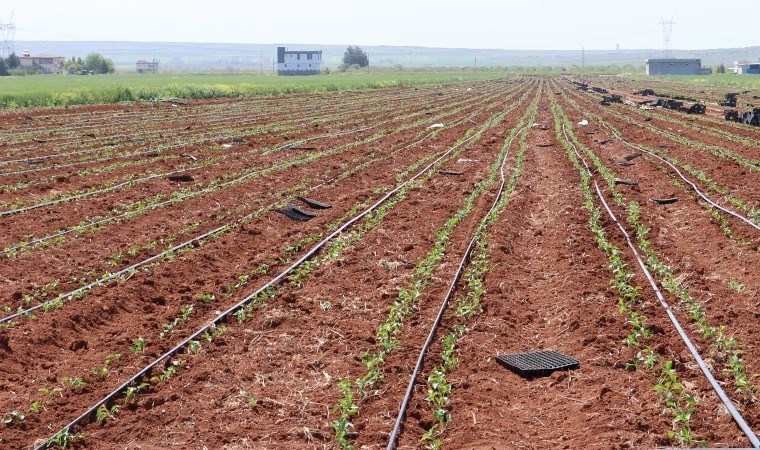 Kilis’te 45 bin dekar alanda üretim başladı: 9 ton rekolte bekleniyor