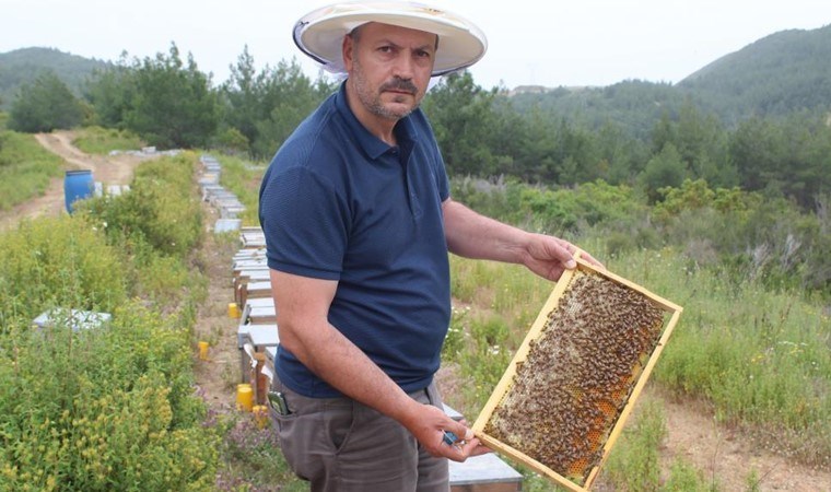 Arıcıların yeni favorisi: Avokado, muz, dağ çileği…