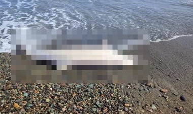 Sürmene'de sahile ölü yunus vurdu – Son Dakika Türkiye,Yaşam Haberleri | Cumhuriyet