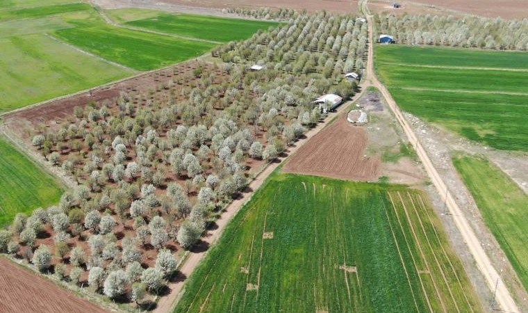 Vişne bahçesi çiçek tarlasına dönüştü: Ağustos ayında hasat edilecekler