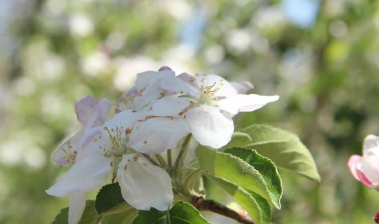15 milyon ağaç aynı anda çiçek açtı: 750 bin ton rekolte bekleniyor