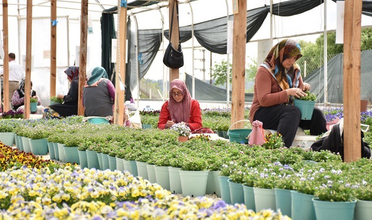 Uludağ’ın eteklerinde yetişiyor, Japonya’da çiçek açıyor!
