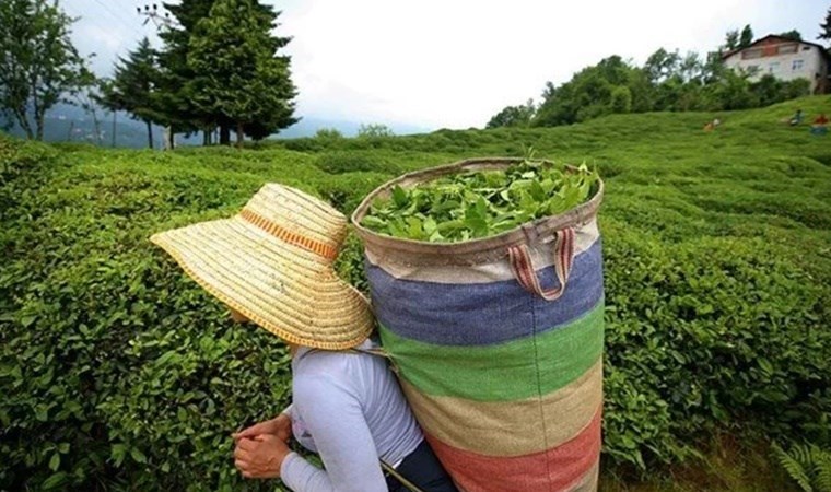 RTB yaş çay fiyatını 70 lira olarak açıkladı