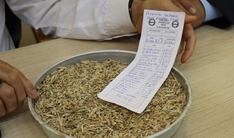 Şanlıurfa’da ilk hasat yapıldı: Kilosu 14 TL