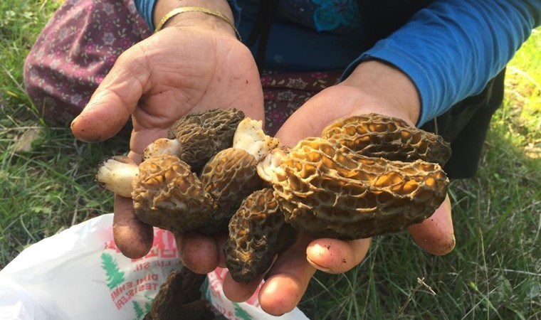 Toroslar’ın güneş gören bölgesinde çıkıyor: Doğada nadir bulunuyor, kilogramı 600 liradan satılıyor!