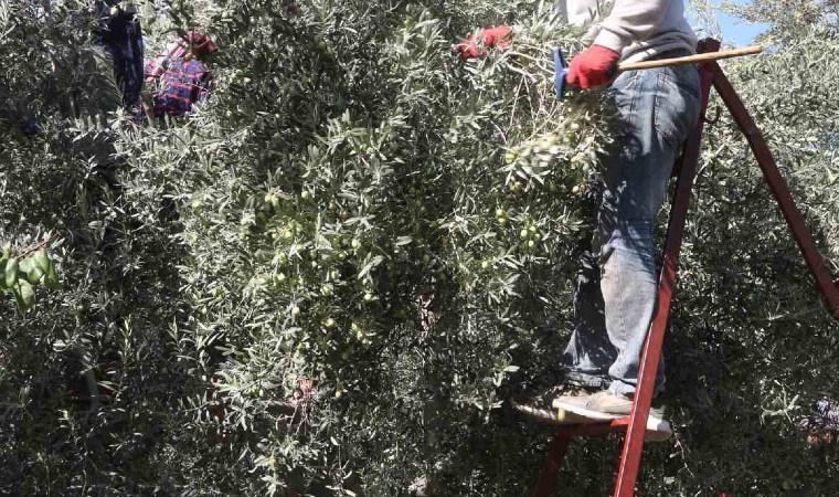 15 milyon ağaçla üretim yapılıyor: AB Komisyonu kayıt altına aldı