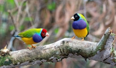 Bugüne kadar en kapsamlı kuş soyağacı oluşturuldu – Son Dakika Bilim Teknoloji Haberleri | Cumhuriyet