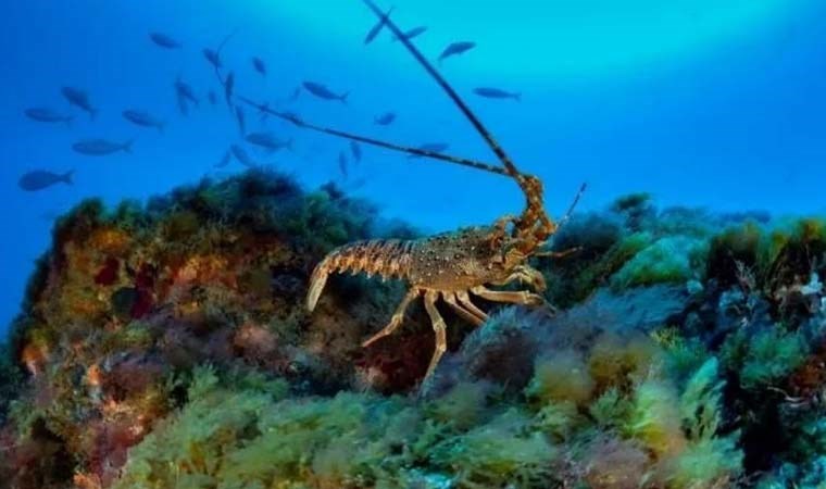 Deniz altında ölümcül keşif: Her canlıyı anında öldürüyor