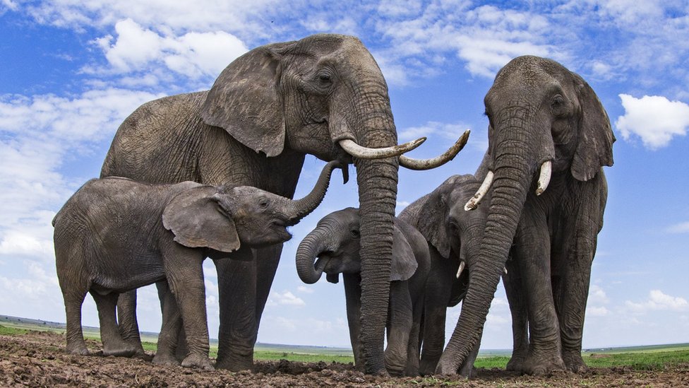 Filler selamlaşma üslubunu durumuna göre değiştiriyor