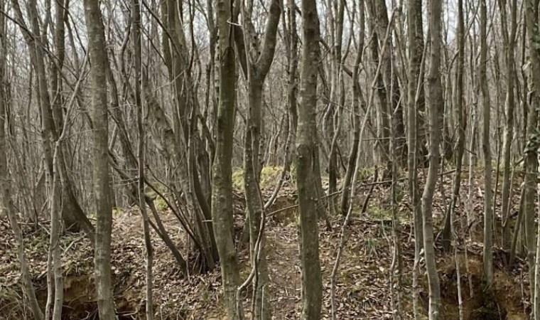 Define avcılarına suçüstü baskın: 5 gözaltı