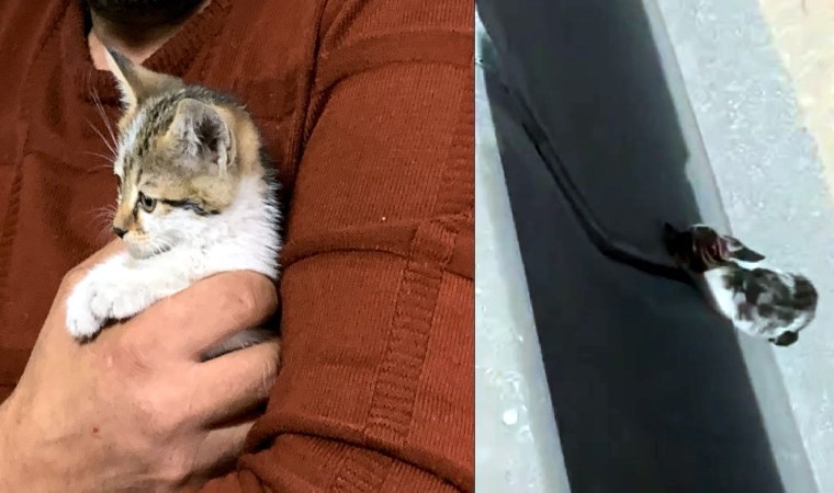 Trafikte mahsur kalan kediyi kurtarıp adını ‘refüj’ koydu