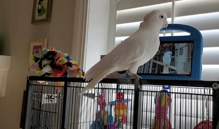 Araştırma: Papağanlar, yalnızlığa karşı canlı sohbeti tercih ediyor