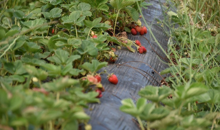 Malatya’da kentin ilk hasadı yapıldı: 80 dekarlık alanda üretiliyor…