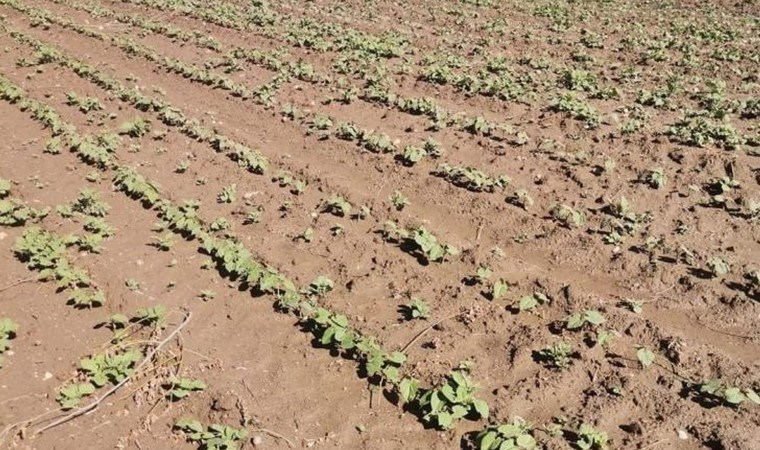 Afyonkarahisar’da fasulye ve patates tarlalarında süreç sil baştan: Ekim yeniden yapılacak!