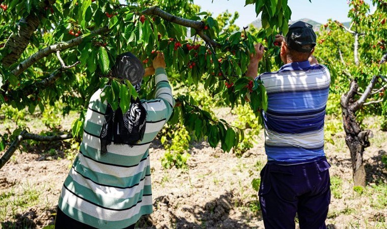 İstanbul’u terk edip Tokat’a yerleşti: 7 dönümlük araziden 30 ton ürün alacak….