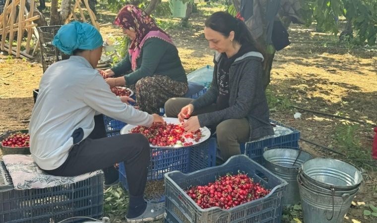 Bu sene 70 – 80 TL’nin altında kiraz satılamaz