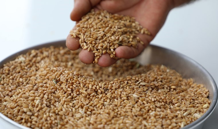 Yumurtalık’ta hasat edildi, Gaziantep’te satıldı! Kilosu 10 TL