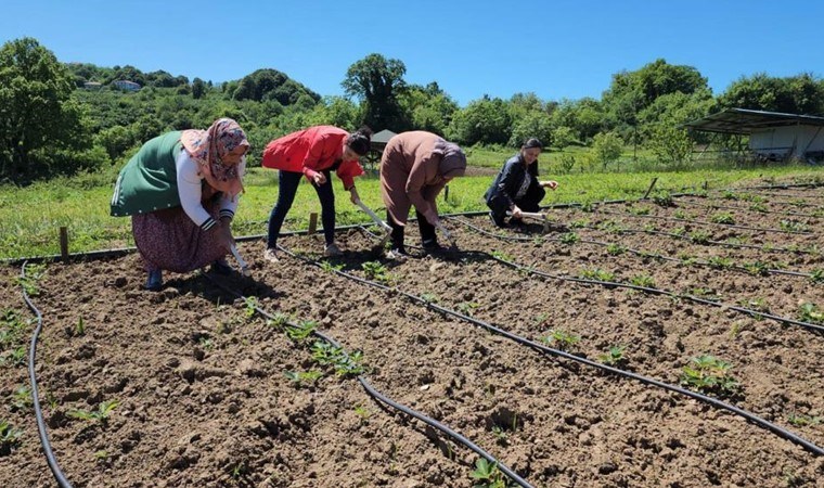 Hasat edilmeden satılıyor: Kilosu 400 TL! Hedef 4 ton rekolte…
