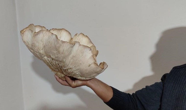 Sadece 45 gün toplanabiliyor: 3 kilo 120 gram ağırlığında… Kilosu 700 liradan satılıyor