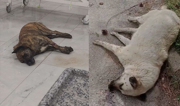 Bir hafta içinde çok sayıda köpek ölü bulundu: STK’ler harekete geçti!