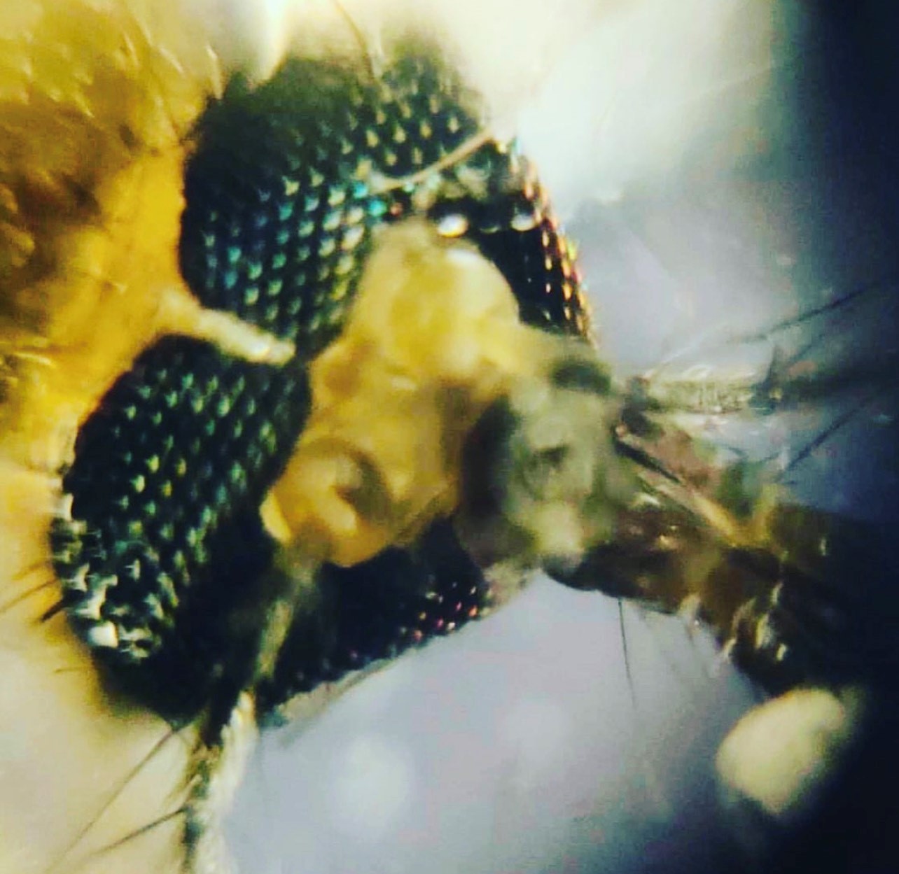 Türkiye’de FOLDSCOPE ile Eğitimde Erişim Eşitsizliği Nasıl Gideriliyor? Cep Mikroskobu Çözümleri